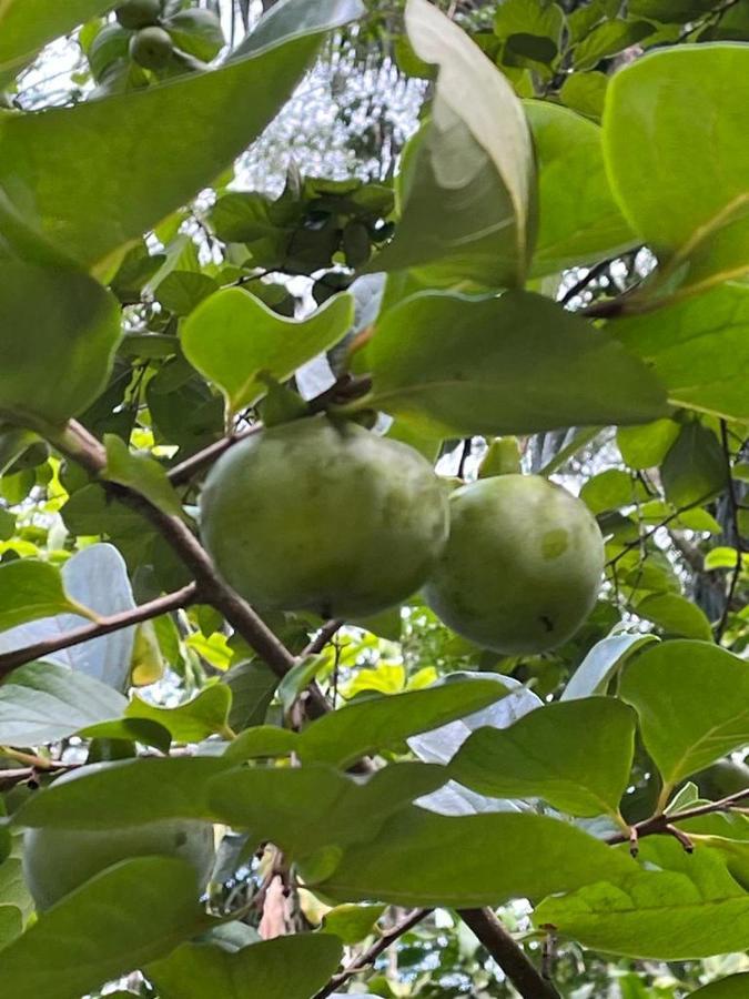 Sitio Serenar Chales Equipados Penedo  Luaran gambar